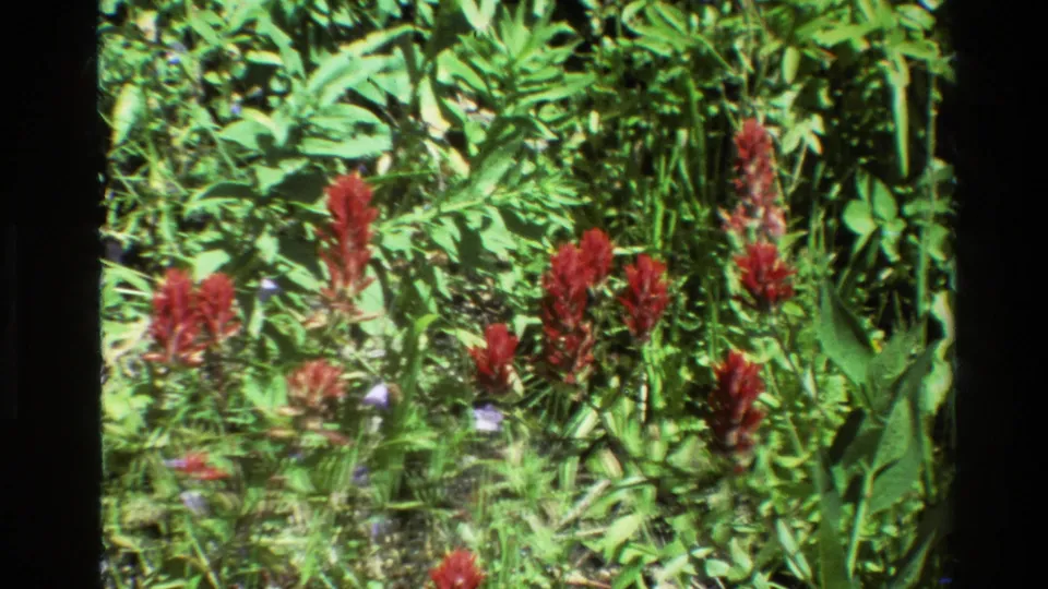 Sunlit 1980 8mm frame with red wildflowers, grasses, and broad leaves in a Grand Teton meadow.