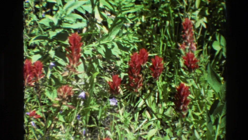 Vintage 8mm Grand Teton meadow frame with red wildflowers, green foliage, and small purple blooms under strong sunlight.