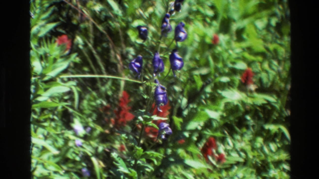 1980 Grand Teton 8mm frame showing purple wildflowers and red meadow blooms amid dense green vegetation.