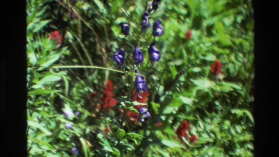 1980 Grand Teton 8mm frame showing purple wildflowers and red meadow blooms amid dense green vegetation.