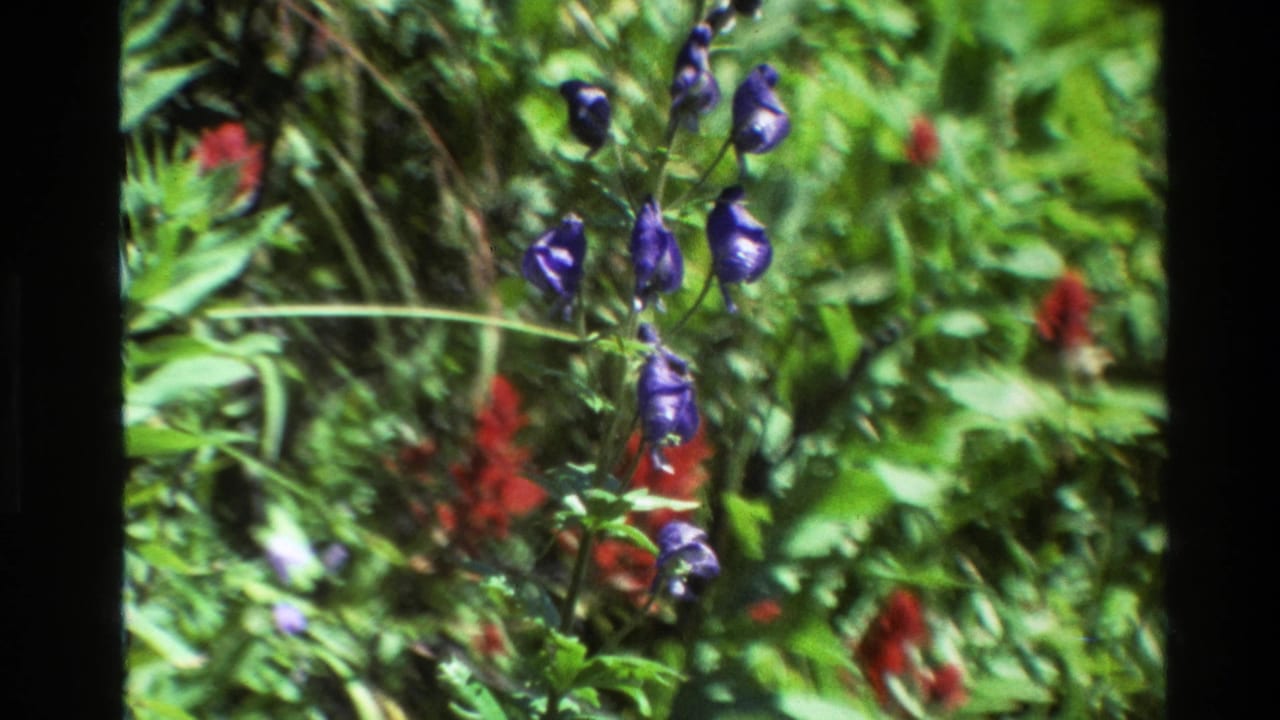 Purple flower stems stand against blurred green meadow plants.