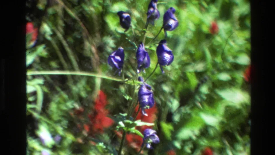1980 Grand Teton 8mm frame showing purple wildflowers in front of red blossoms and dense summer greenery.