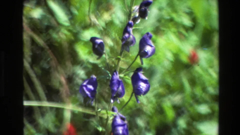 1980 Grand Teton home-movie frame focusing on purple wildflowers against a soft green meadow background.