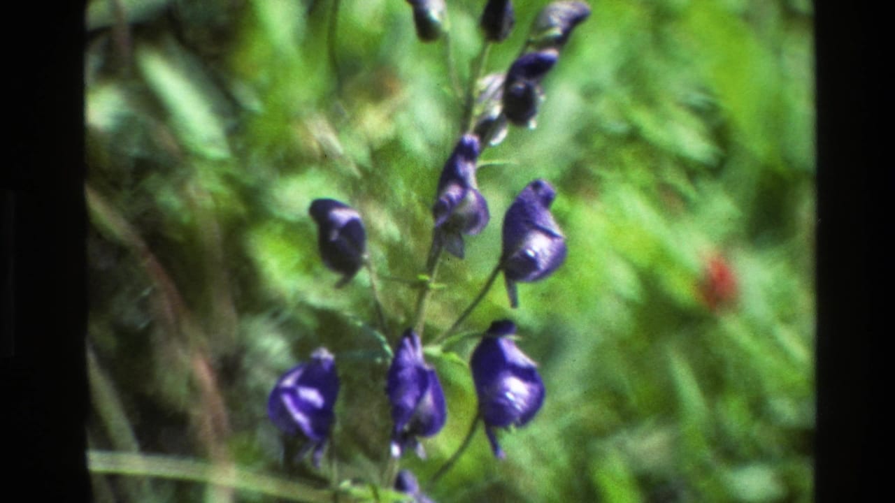 Close 1980 8mm view of purple wildflowers and green foliage in Grand Teton, Wyoming, with soft focus and visible film-frame edges.
