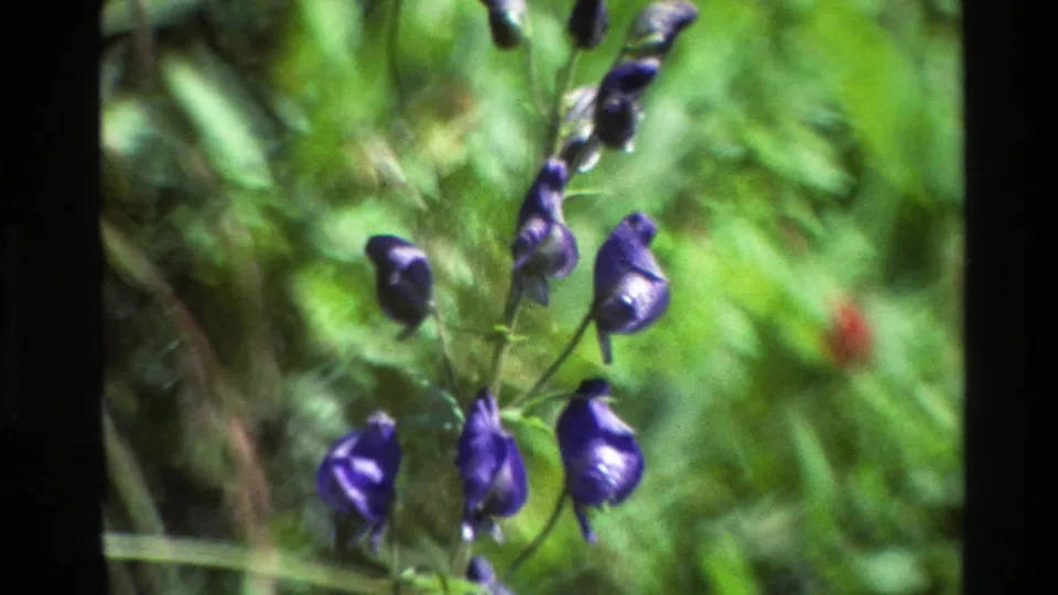 Close 1980 8mm view of purple wildflowers and green foliage in Grand Teton, Wyoming, with soft focus and visible film-frame edges.