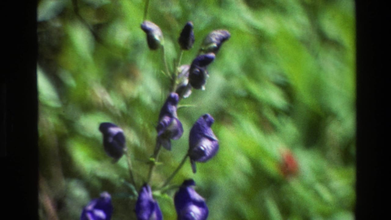 Close 8mm frame of purple meadow flowers in Grand Teton, Wyoming, surrounded by green vegetation and soft film grain.