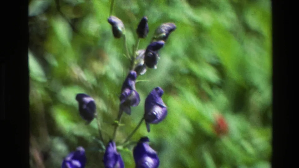 Close 8mm frame of purple meadow flowers in Grand Teton, Wyoming, surrounded by green vegetation and soft film grain.
