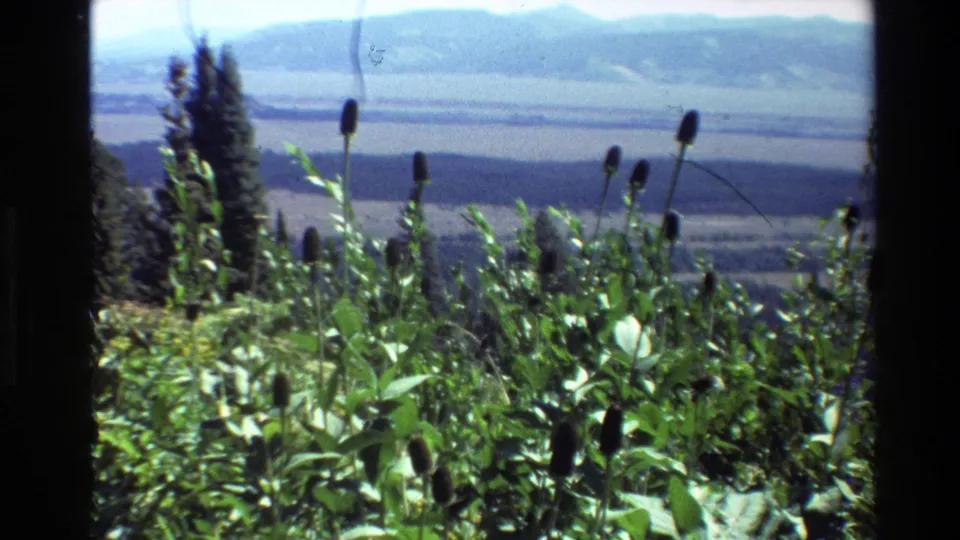 Grand Teton, Wyoming meadow overlook with foreground plants, evergreen trees, a wide valley and distant hills on 1980 8mm film.