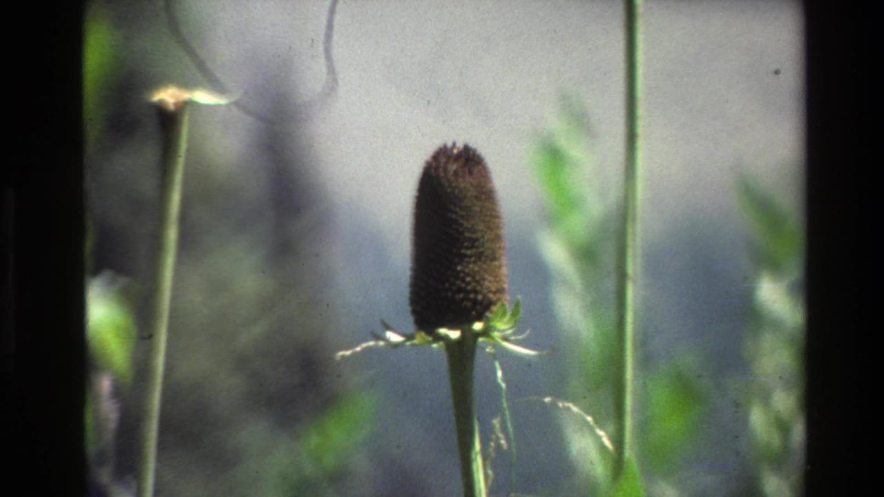 Close 8mm view from Grand Teton of a dark spiky seed head on a stem, set against softly blurred vegetation.
