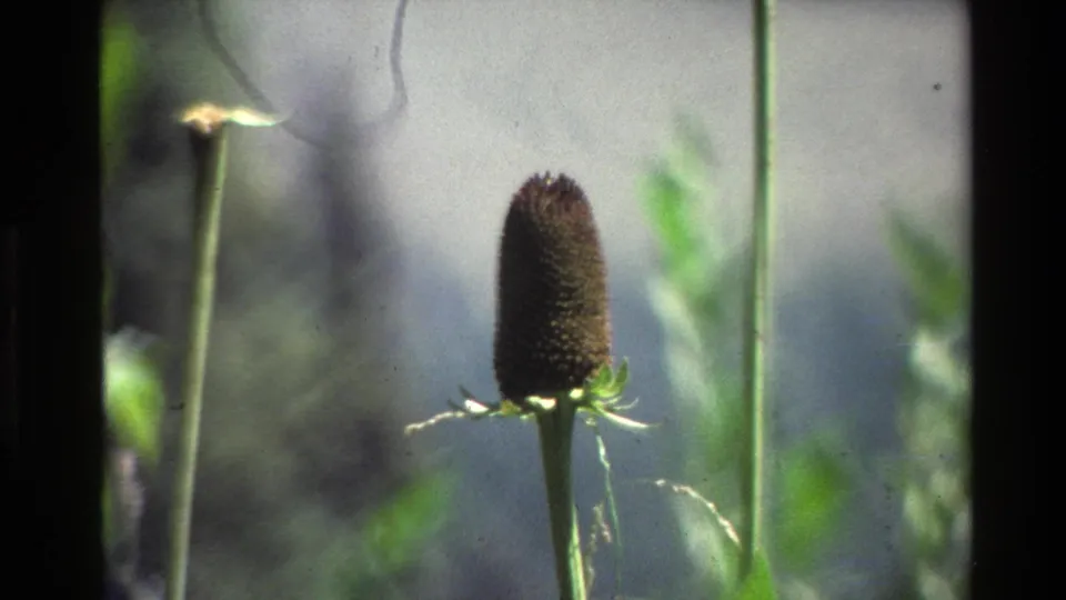 Close 8mm view from Grand Teton of a dark spiky seed head on a stem, set against softly blurred vegetation.