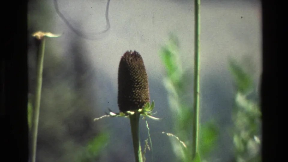 Grand Teton 8mm close-up of a textured dark seed head and vertical stems, with shallow-focus green vegetation behind.