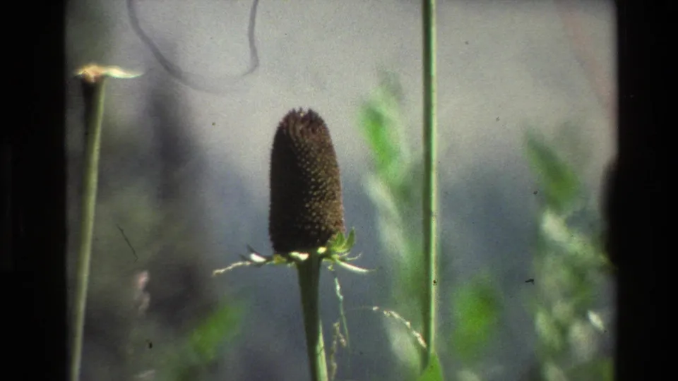 1980 Wyoming 8mm frame showing a dark seed head on a slender stem, backed by blurred plants and light film scratches.