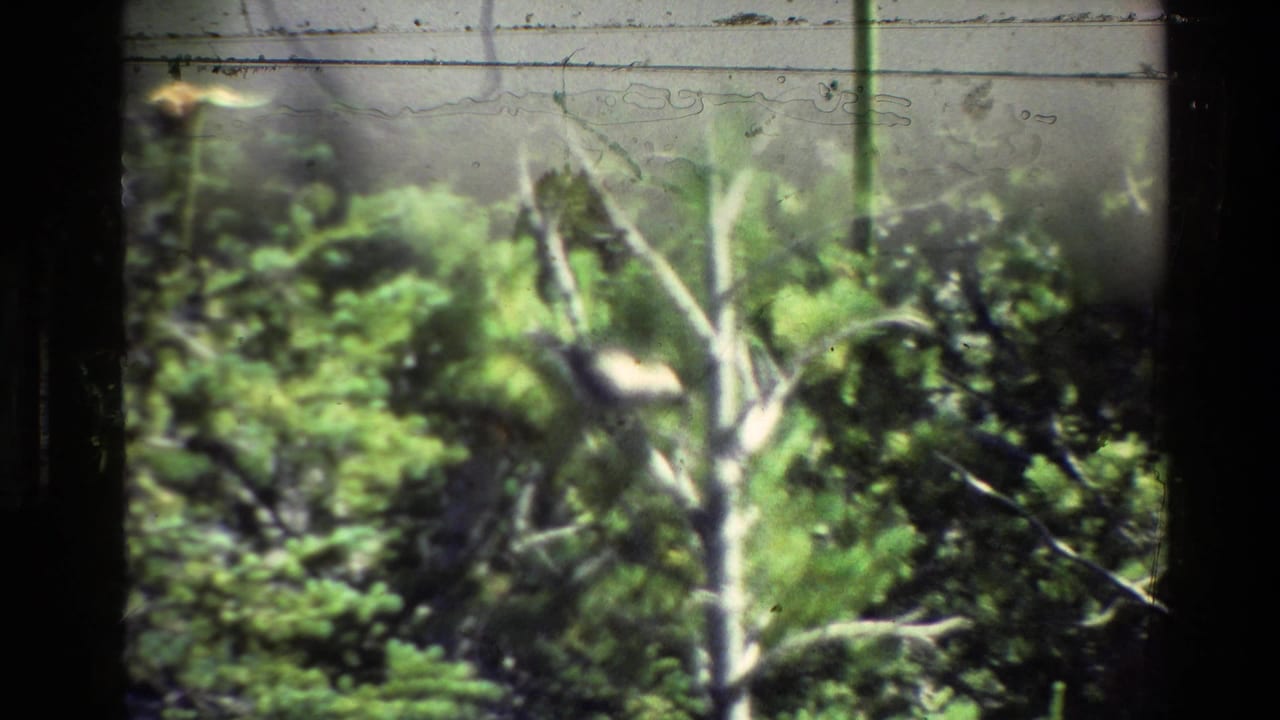 Small dark bird partly hidden among green trees and pale branches.