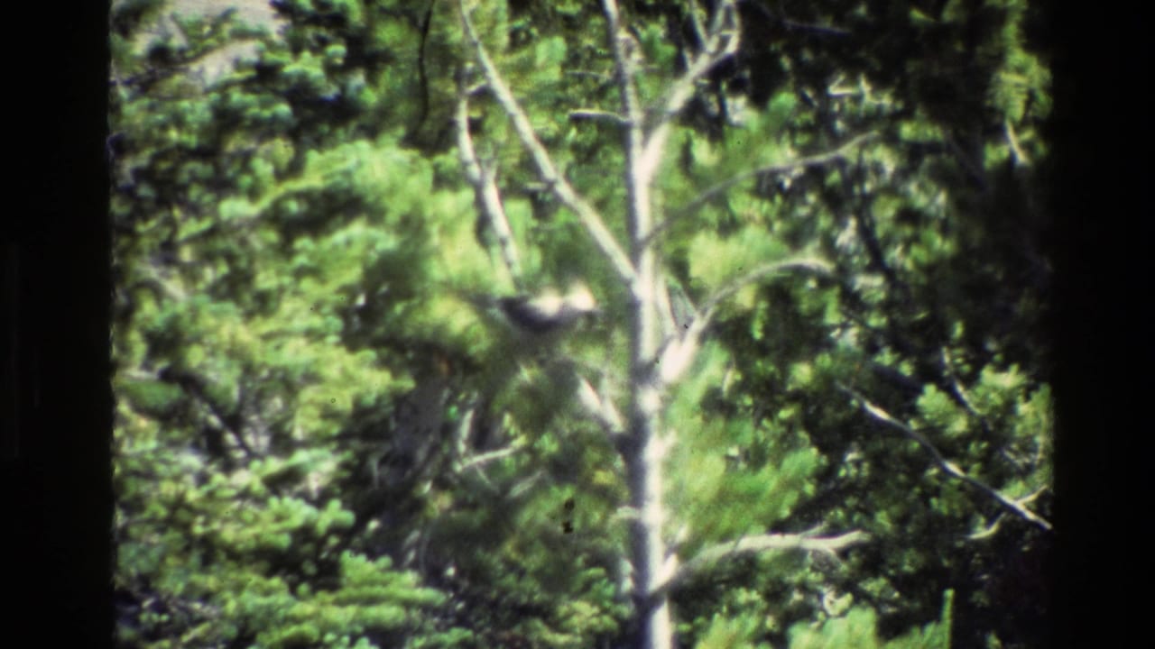 Dense Grand Teton forest greenery fills the frame, with a small bird partly visible near pale branches.
