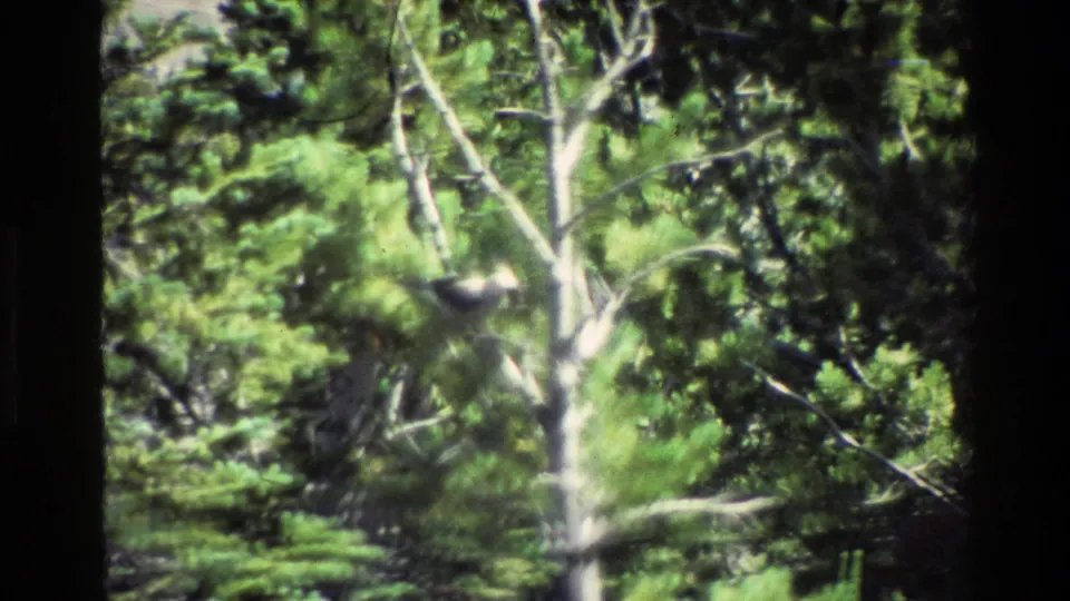 Soft 8mm forest view in Grand Teton, with a small bird low in the frame among bright green foliage and branches.