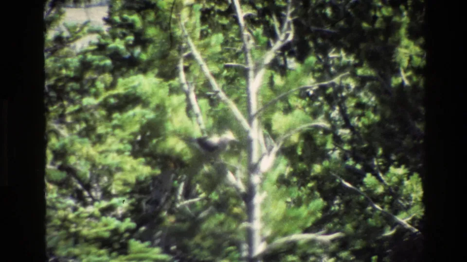A small blurred bird remains partly hidden among green forest branches in the 1980 Grand Teton home-movie frame.