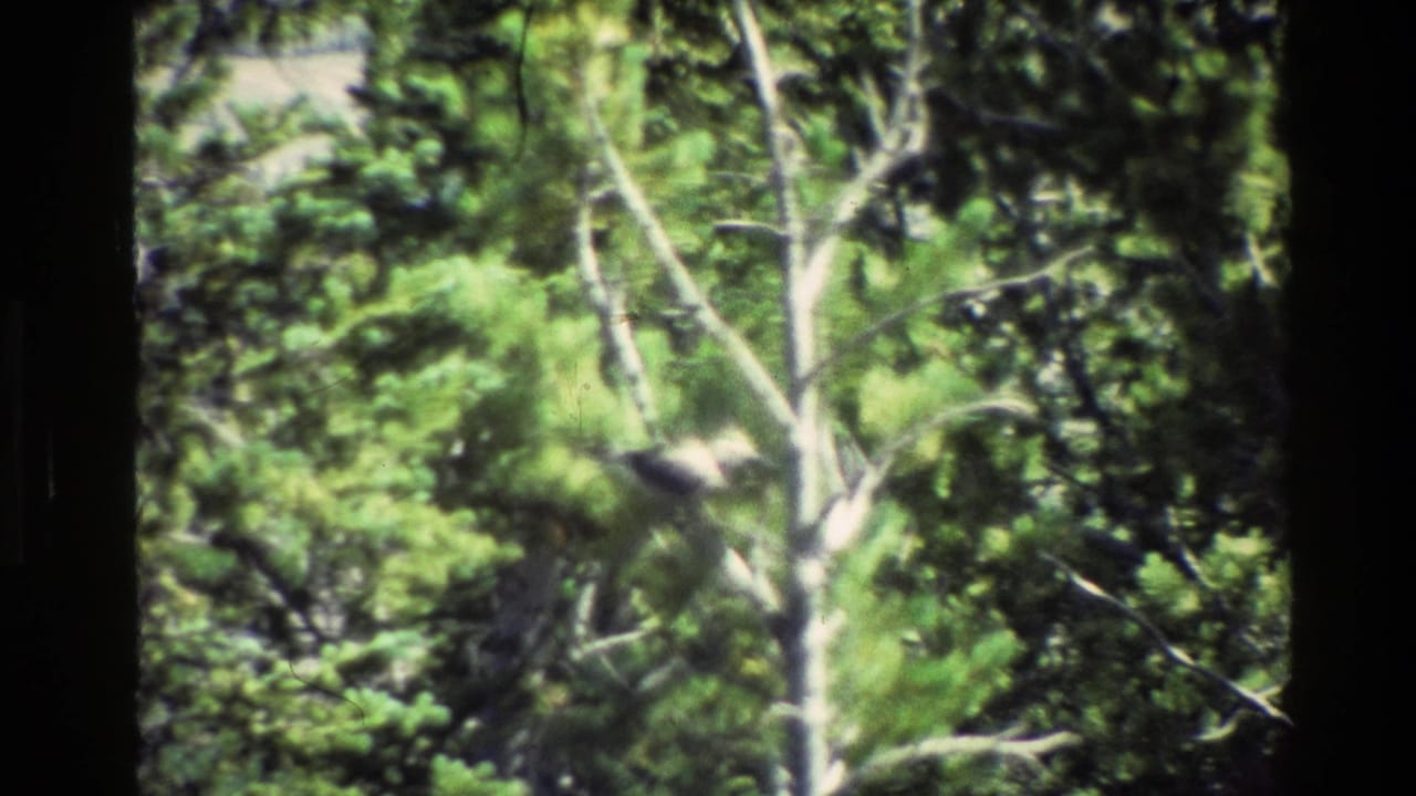 1980 Grand Teton home-movie frame showing birds partly hidden in evergreen foliage near a pale tree trunk.