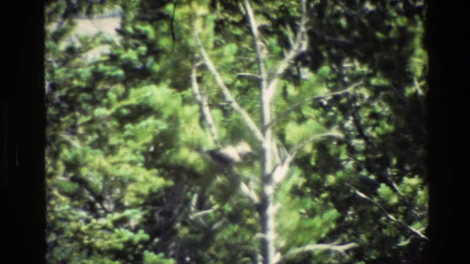 1980 Grand Teton home-movie frame showing birds partly hidden in evergreen foliage near a pale tree trunk.
