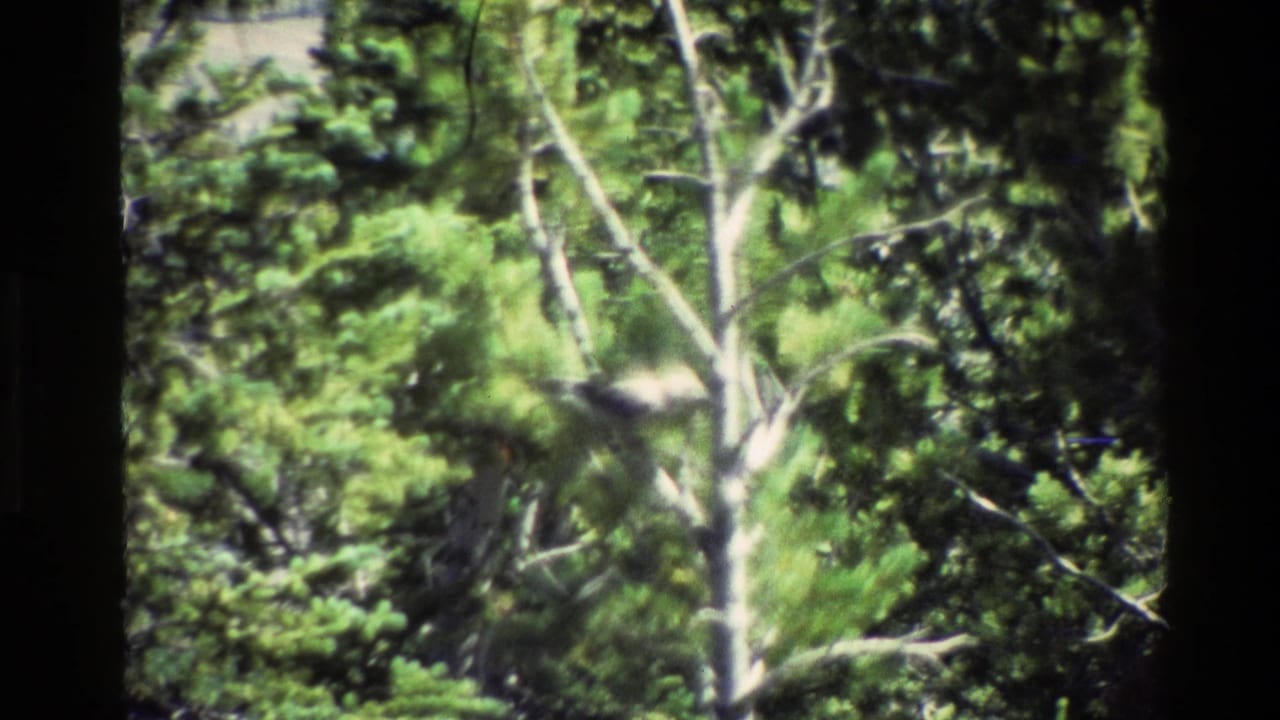 Evergreen branches and pale tree trunks with birds partly visible in foliage.