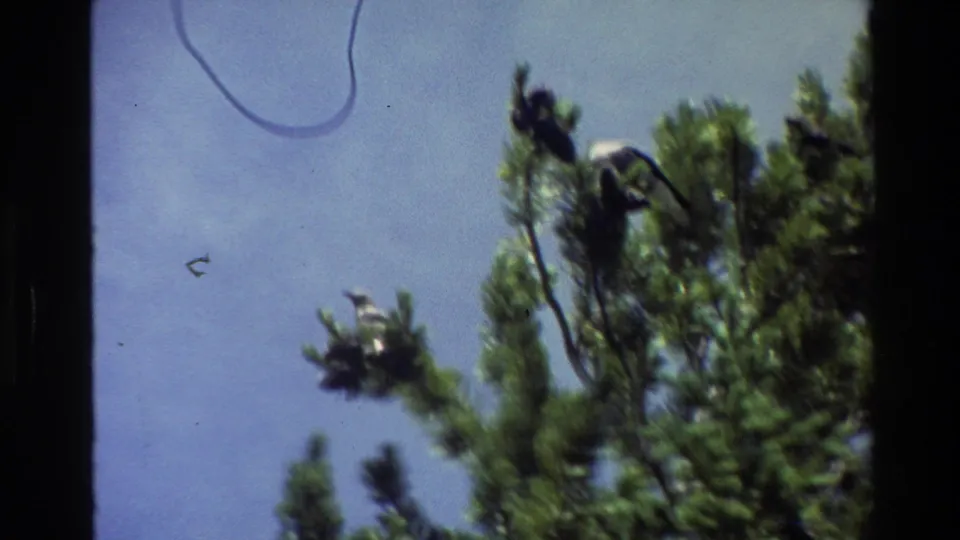 1980 Grand Teton home-movie frame showing birds perched in treetops against a pale blue sky.