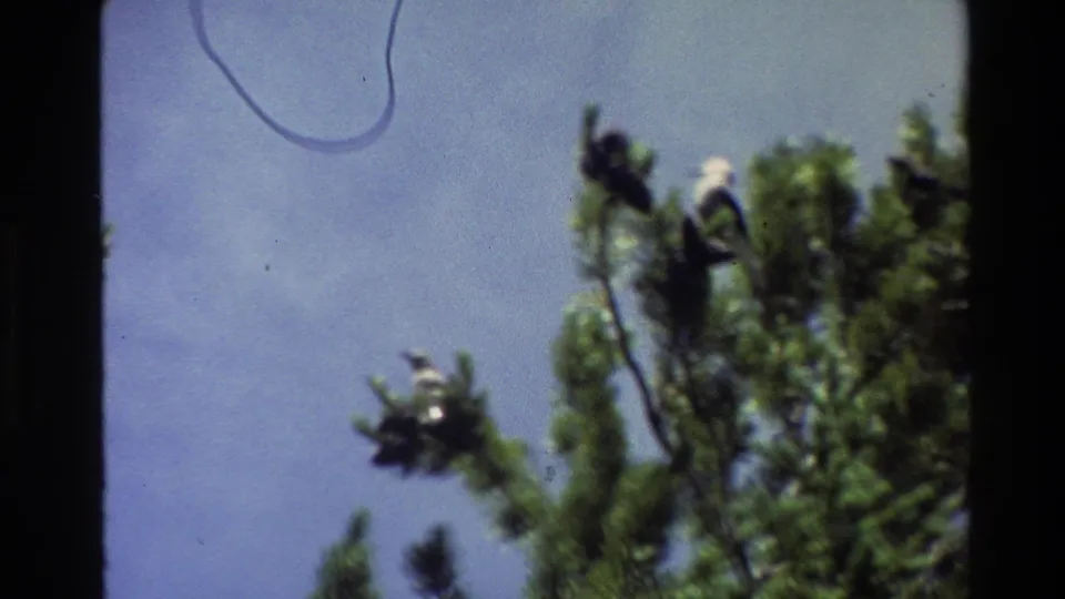 1980 Grand Teton frame of birds in evergreen treetops, with blue sky and visible 8mm scan marks.