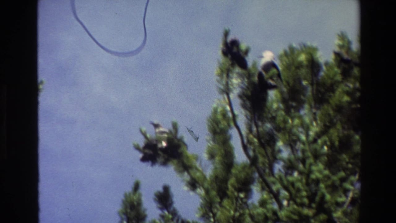 Birds perched near the top of pine branches against a blue sky.