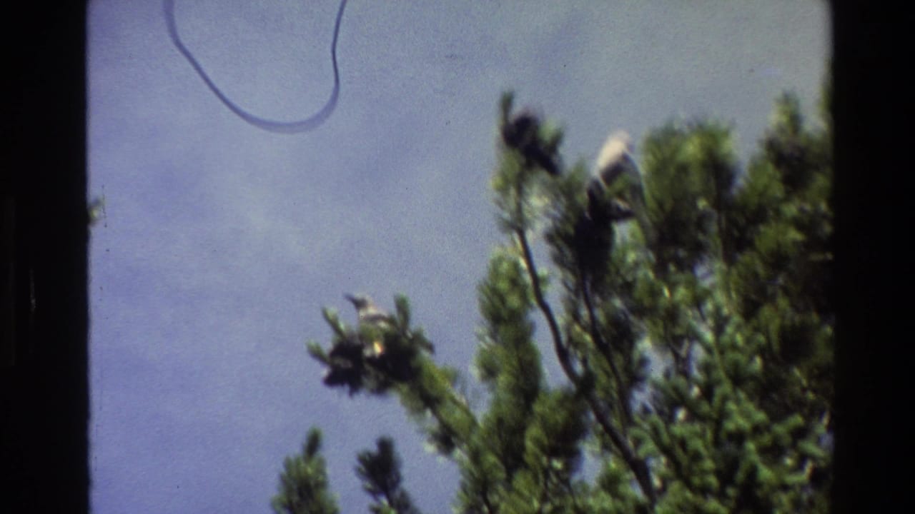 Grand Teton 1980 home-movie frame of birds in pine treetops, with soft focus, blue sky, and visible 8mm frame edges.