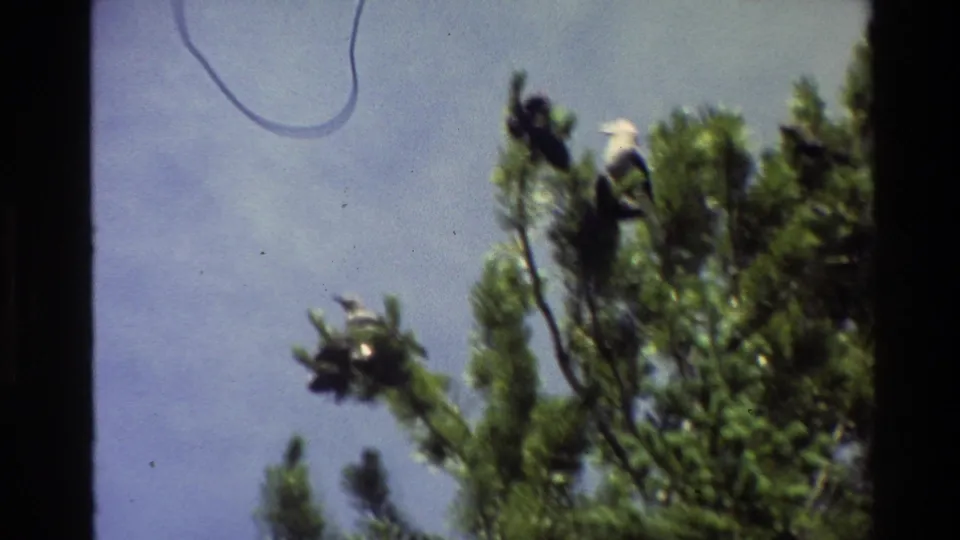 1980 Grand Teton 8mm still showing birds among green pine branches, framed by dark film edges and a pale blue sky.