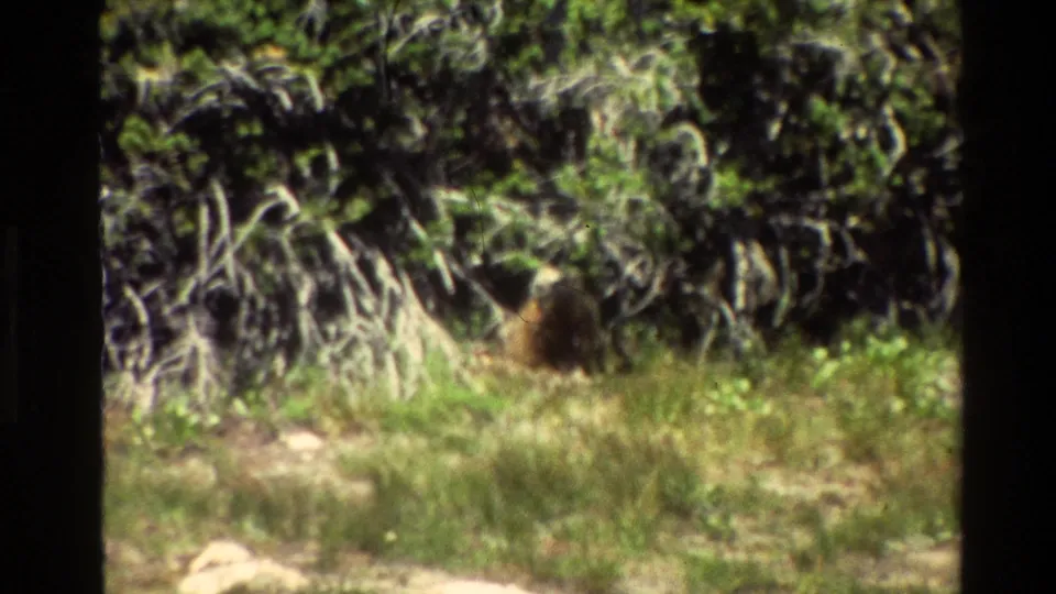 Grand Teton 1980 8mm frame showing a small brown animal, possibly a marmot, in grass near tangled brush.