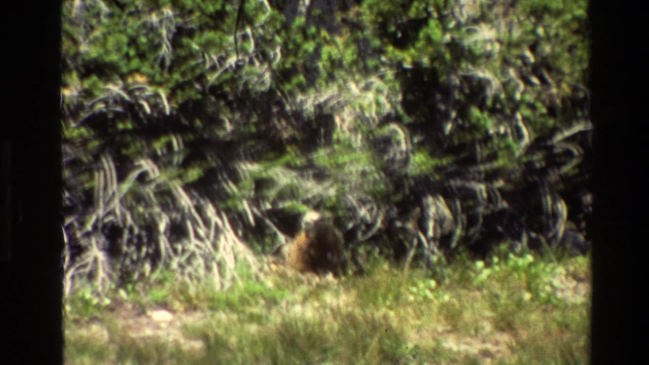 1980 8mm Grand Teton home-movie frame showing a small brown animal near shrubs, grass, pale branches, and rocky ground.