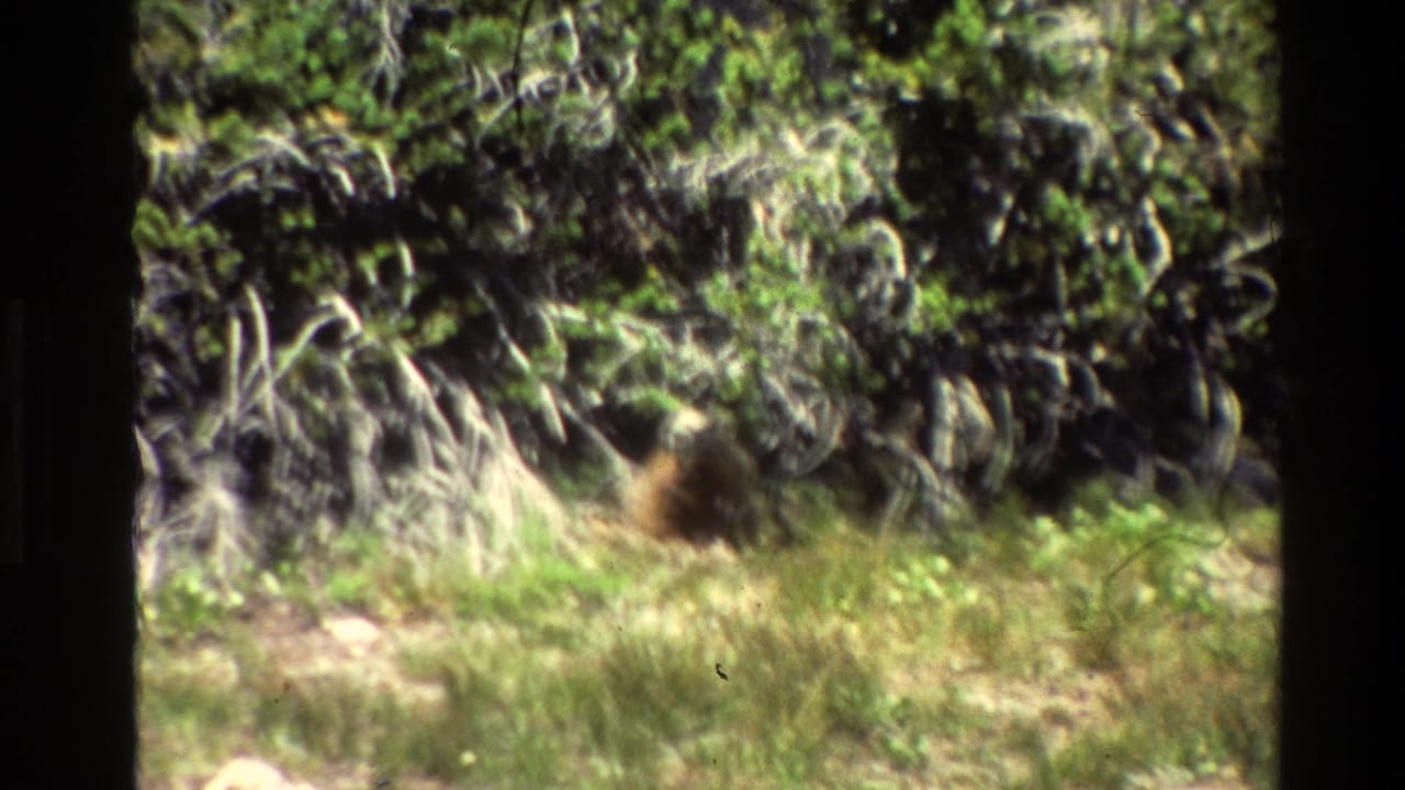 1980 8mm Grand Teton frame with a small brown animal in the midground beside green vegetation and pale brush.