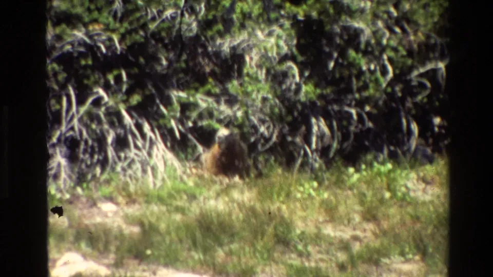 Grainy 1980 Grand Teton 8mm frame showing the brown animal low in the vegetation near shrubs and sunlit grass.