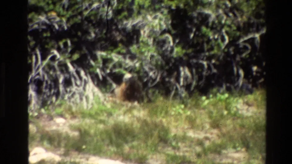 Final 1980 8mm Grand Teton frame with a small brown animal partly hidden by grass, shrubs, and pale woody branches.