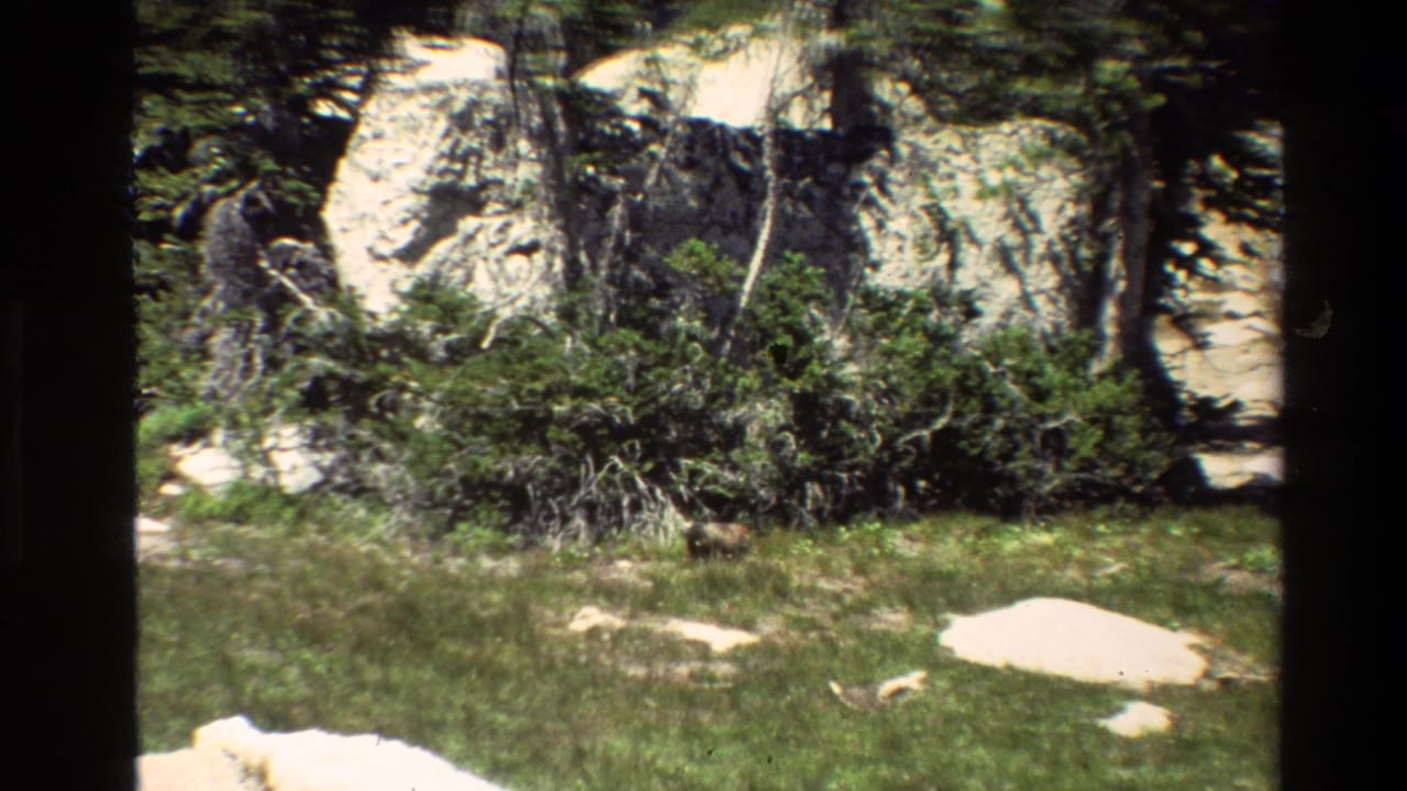In Grand Teton, Wyoming, a small furry animal is partly visible in a sunlit meadow below shrubs and pale rock.