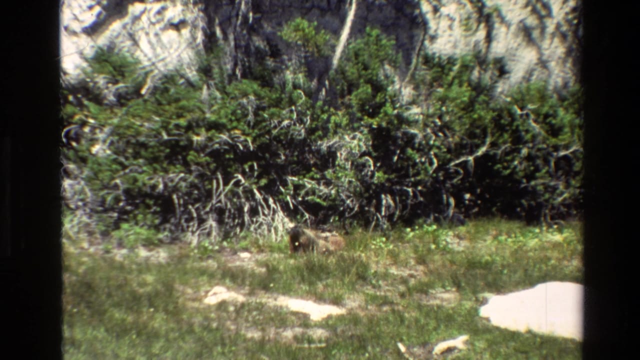 The animal stands in a grassy Grand Teton meadow with dense green shrubs and a rocky cliff face behind it.