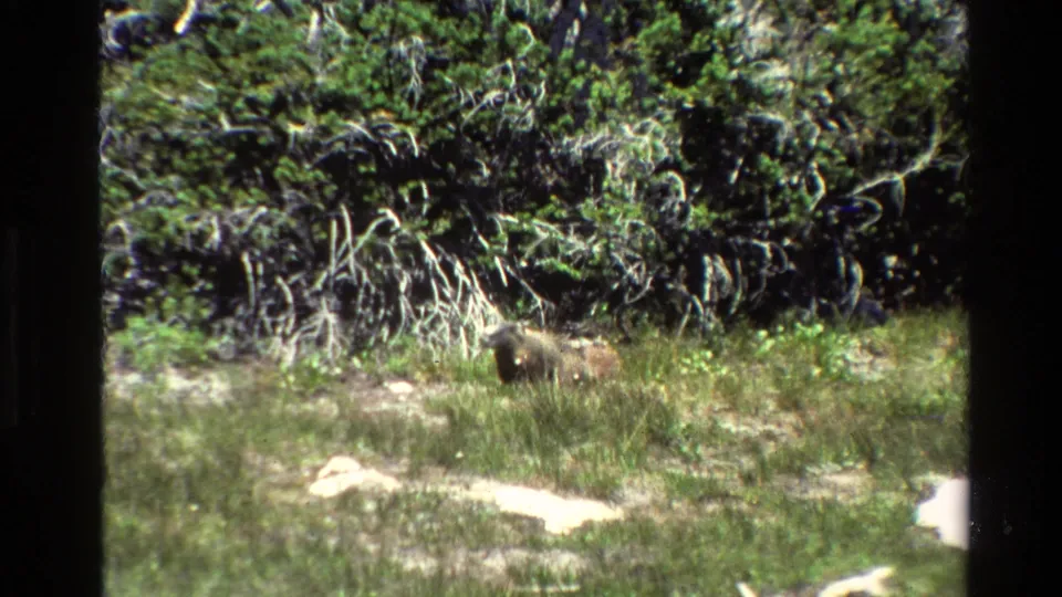 A small marmot-like animal is visible in the grass near shrubs and scattered pale stones in the Grand Teton setting.
