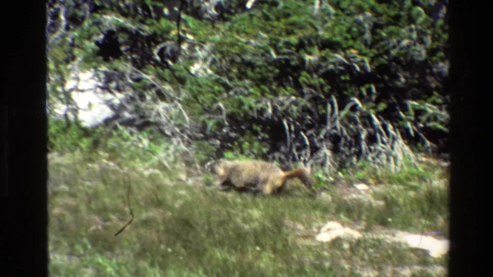 A furry animal walks through tall meadow grass in Grand Teton, with shrubs, pale rocks, and soft 8mm blur in the frame.