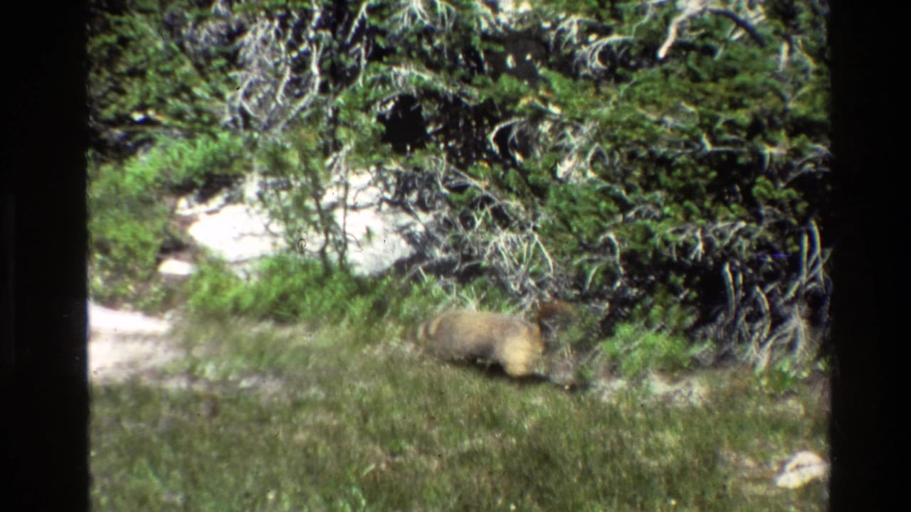 Small brown animal moving through grass beside pale rocks and evergreen shrubs.