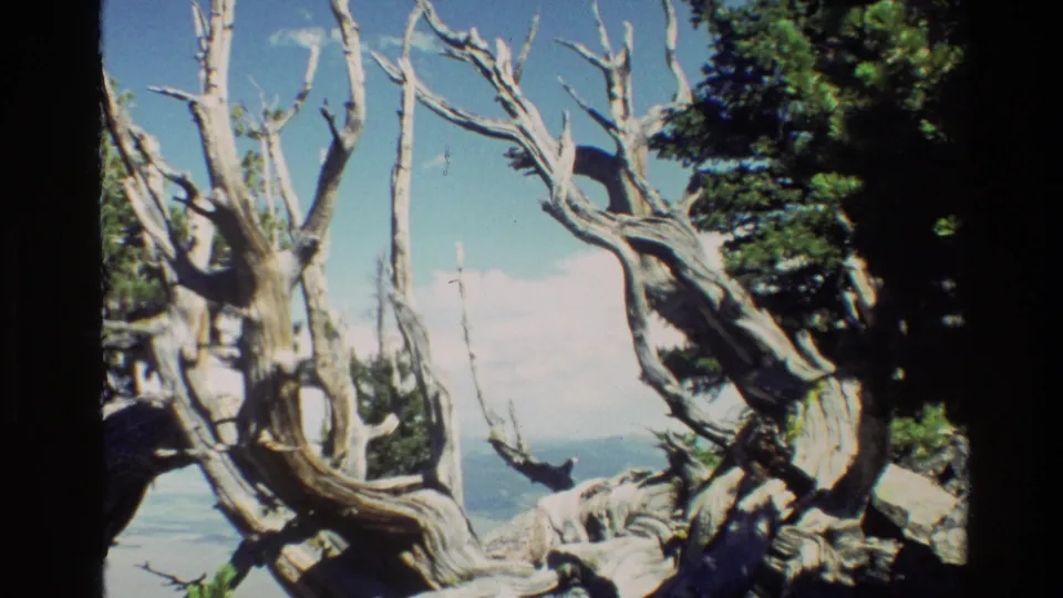Grand Teton 8mm frame from 1980 showing weathered tree limbs near evergreens with blue sky and soft distant terrain.
