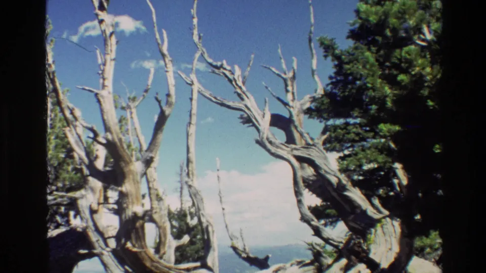 1980 Grand Teton footage frame with pale gnarled branches, dark evergreen trees, blue sky, and scattered clouds.