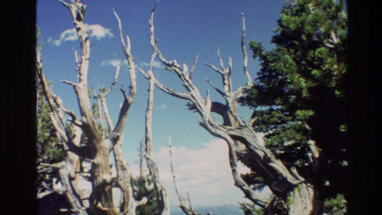 1980 Grand Teton 8mm frame showing bleached dead trees beside living conifers under a blue sky.