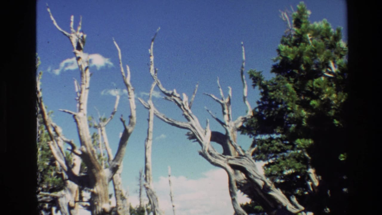 Weathered bare branches stretch across the sky beside a green conifer.