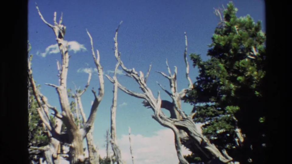 Grand Teton home-movie frame with twisted dead branches and live conifer foliage in bright daylight.