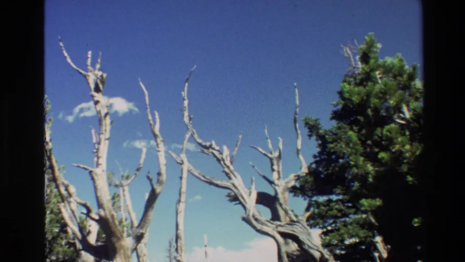 1980 Wyoming 8mm frame showing upright dead snags and nearby conifer growth under clear sky.