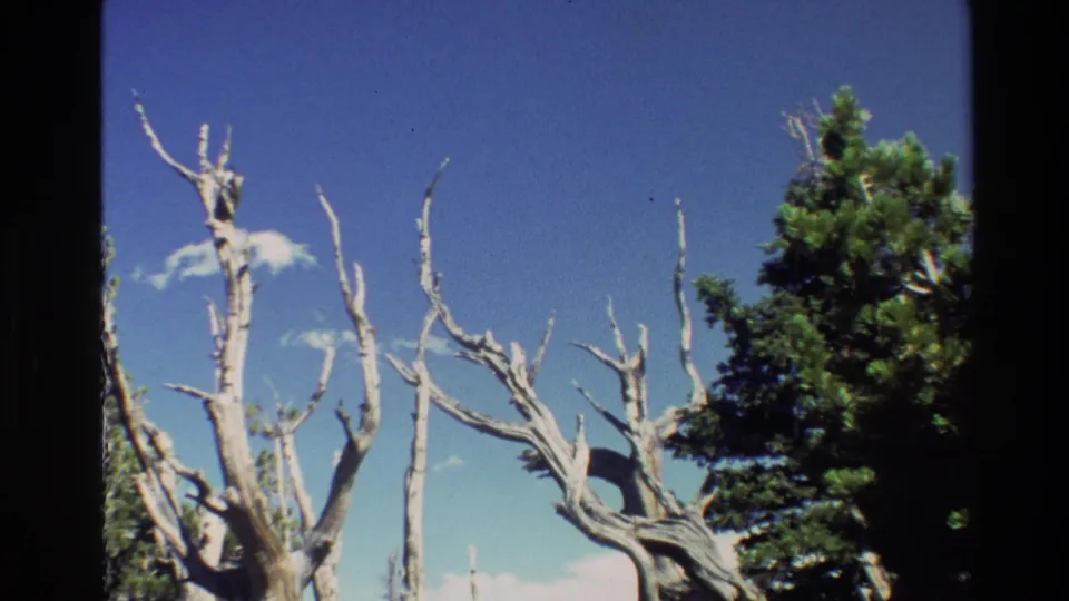 Grand Teton 8mm still of dead snag branches beside a living conifer, with blue sky and light cloud.