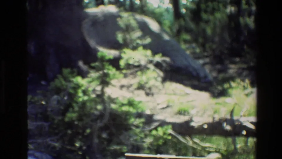 1980 8mm footage in Grand Teton shows a quiet forest floor with boulders, logs, shrubs, and filtered sunlight.
