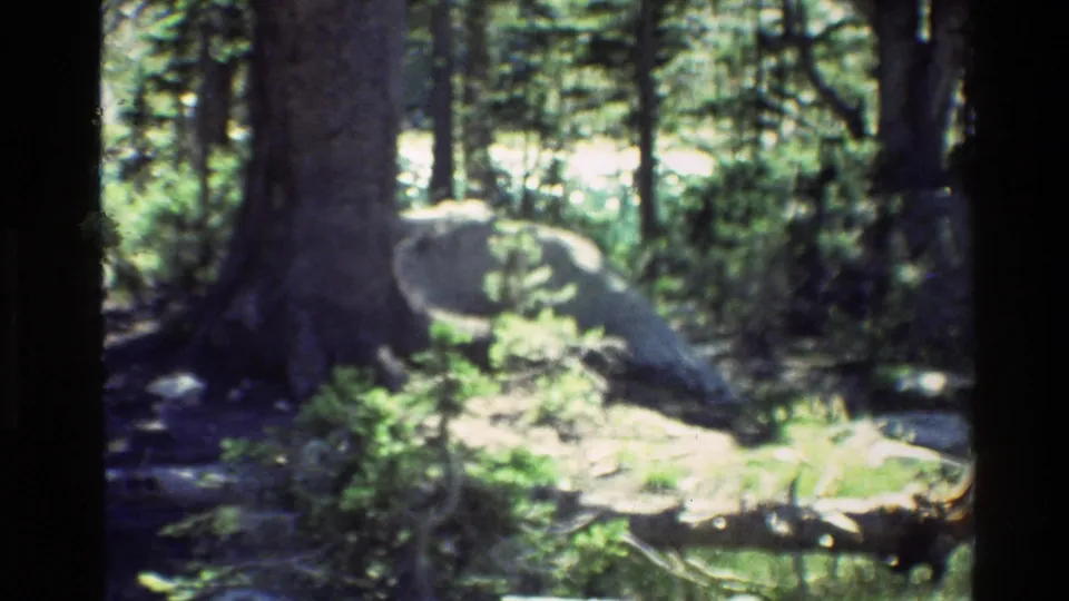 The final frame shows a large pine trunk, pale boulder, fallen log, and sunlit understory in the Grand Teton forest.