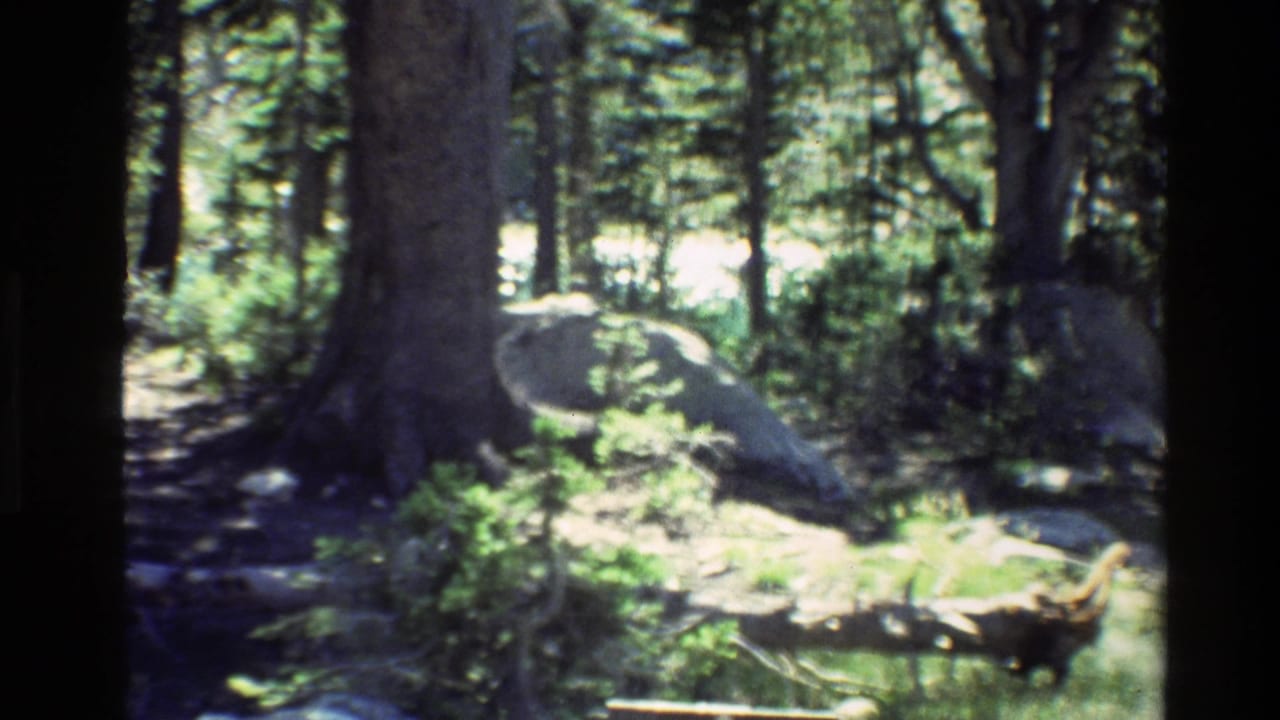 Sunlit forest trail with tall trees, boulders, and low greenery.