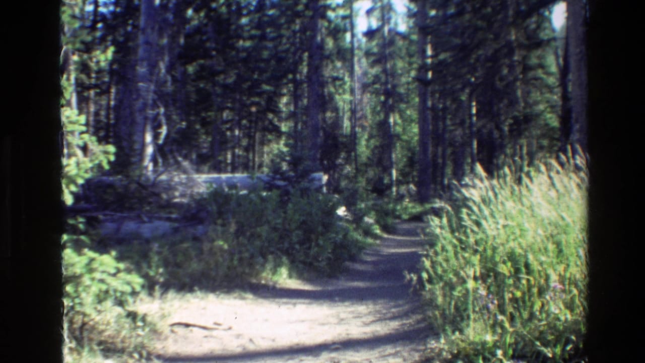 Sunlit dirt path winding through a dense evergreen forest with tall grass along the right side.
