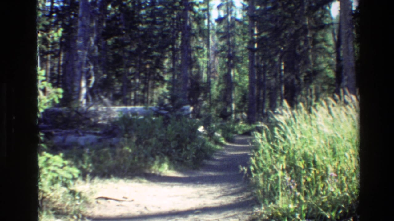 Forest path leading forward between dark tree trunks and a bright stand of tall grass.